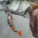 Isca Articulada Atrativa Febre nos Estados Unidos | 4 unidades | Pescando Online